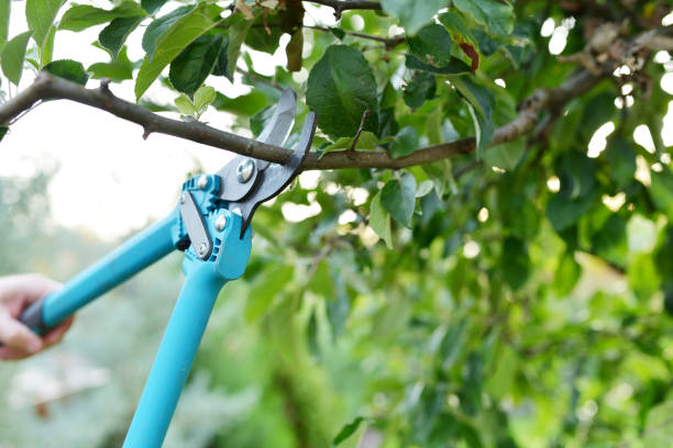 Professional Tree Service in Cedar City, UT